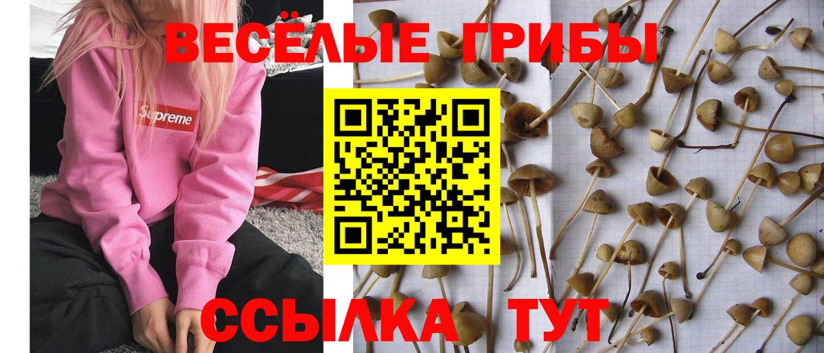 Псилоцибиновые грибы мицелий  купить наркоту  Вязники  Вход с VPN 